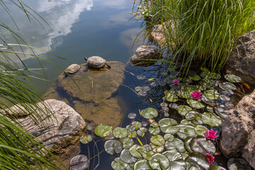 Pond with water lilies and turtles  (Red-eared Slider) in Aivazovsky landscape park (Park...