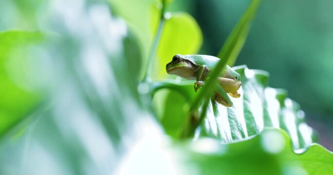 Video of a Tree Frog on grass.