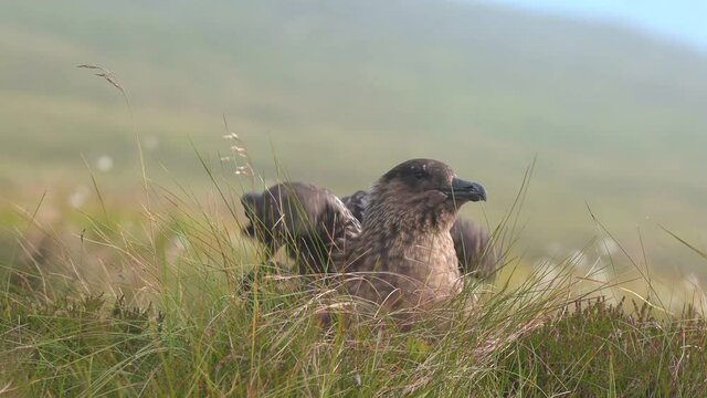 great skua bird laying in grass field calling stretch flap wings ambient sound runde west coast norway