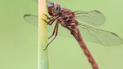 dragonfly on a leaf