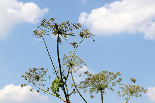 Giant hogweed Sosnowski on blue sky and clouds background. Poisonous plant dangerous to humans blooming in summer