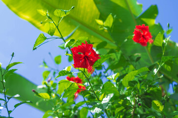 Bright red flowers, delicate green leaves and blue sky. Hibiscus flower as symbol of tropics and...