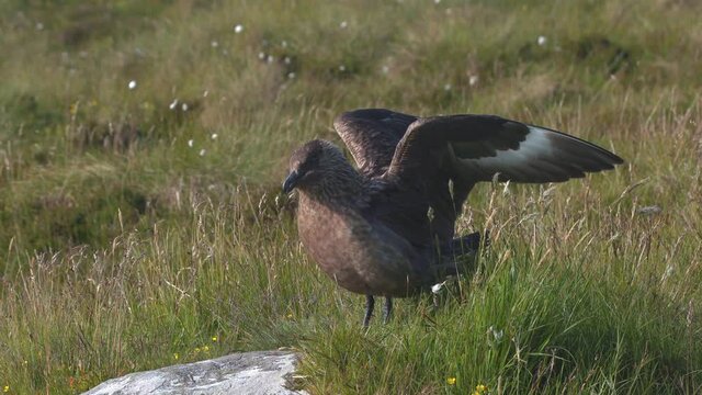 great skua bird on grass land calling stretch flapping wings ambient sound runde west coast norway