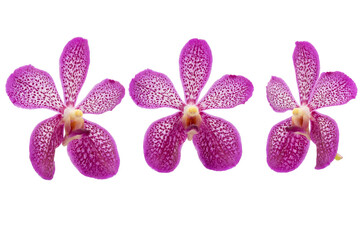 Purple pink orchid isolated