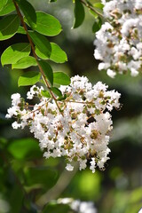 白いサルスベリの花