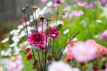 Flower border with cosmos and dahlias