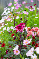 Flower border with cosmos and dahlias