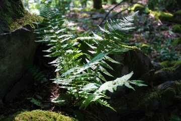 Ferns growing on a rock