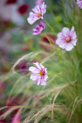 Obraz premium Flower border with cosmos and stipa tenuissima