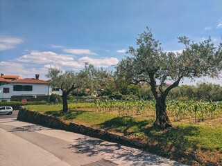 Background of green beautiful garden with old olive trees at the Adriatic coast in spring. 