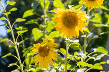 Sunflower flowers close up, California
