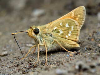 Silver spotted Skipper. Hesperia comma.