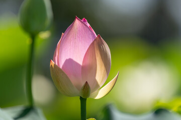 花が開きだす蓮の花