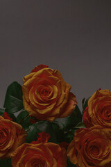 Orange rose isolated on a white background.