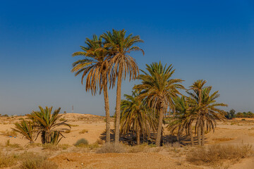Fototapeta na wymiar A little oasis with palm trees between sand dunes in the Sahara desert