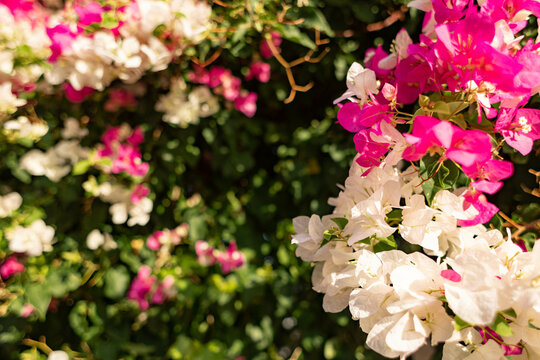 Close-up beautiful bright pink and white Bougainvillea flowers on folliage background