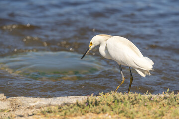 Close-up of Snowy egret (Egretta thula) stands on the shore of the lake and looks out for prey. 