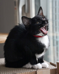 black cat black & white cat 턱시도 고양이