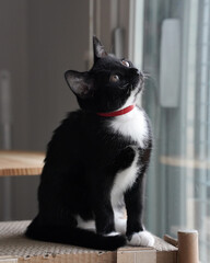 black cat black & white cat 턱시도 고양이