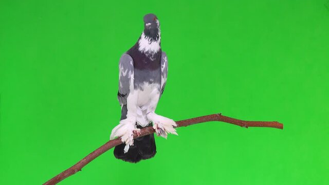 English dove sitting on a tree branch on a green screen