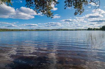 Evening landscape on the forest lake Borisovskoye