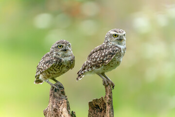  Two Cute Burrowing owls (Athene cunicularia) sitting on a branch. Burrowing Owl alert on post. Green bokeh Background.                                                             
