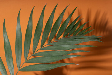 Closeup of exotic leaf against bright orange background.Dark shadow, hard light