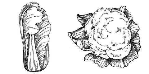 Cabbage hand drawing sketch vector illustration. Isolated vegetable engraved style object. The best for design logo, menu, label, icon, stamp. Vintage style. 