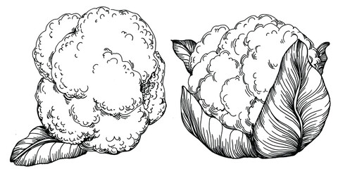 Cabbage hand drawing sketch vector illustration. Isolated vegetable engraved style object. The best for design logo, menu, label, icon, stamp. Vintage style. 