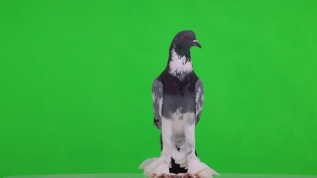 english pouter pigeon looks in different directions on a green screen