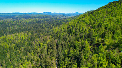 AERIAL Scenic drone shot of massive woods covering the untouched rural landscape
