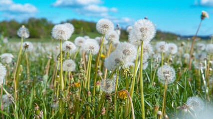CLOSE UP: Detailed shot of blossoming dandelions in the middle of empty pasture.