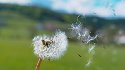COPY SPACE: Cinematic shot of a blossoming dandelion blown away by the wind.