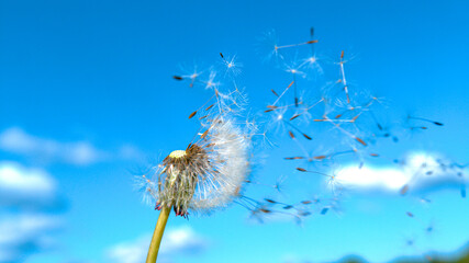 CLOSE UP: Delicate dandelion blossom gets swept away in the warm summer wind.