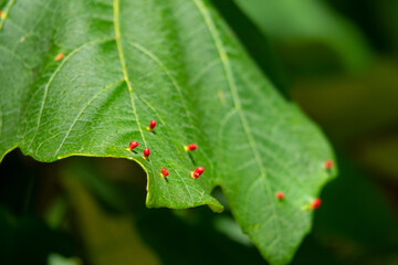 MACRO, DOF: Shiny red disease growths protrude from a thick green plant leaf.