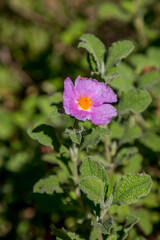 Wild purple flowers close up