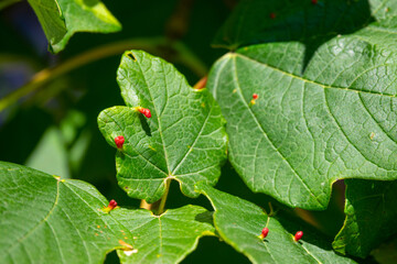 MACRO: Detailed shot of fascinating plant leaves filled with bright red specks