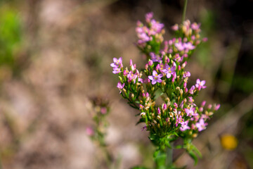 Wild purple flowers close up