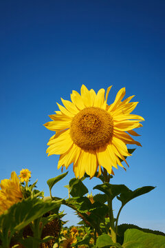 bright yellow sunflower bud in a field against a clear blue sky