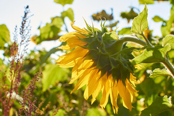 large sunflower close-up in the field from the back side