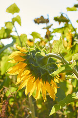 sunflower bud in the field from the back