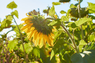 sunflower in a field of sunflowers, turned away from the sun from the back