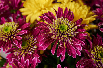 bouquet of yellow and lilac chrysanthemums close up