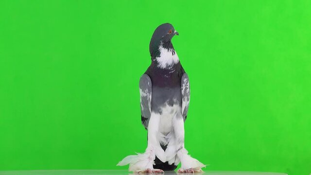 english pouter pigeon looks in different directions on a green screen