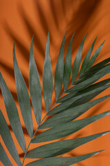 Vertical image of palm leaf against bright orange surface.Hard light and dark shadows.Green palm...