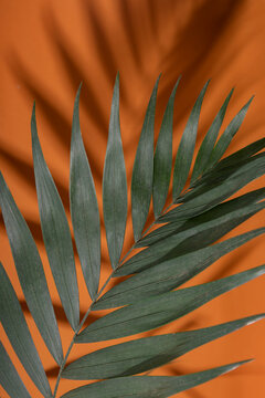 Vertical image of palm leaf against bright orange surface.Hard light and dark shadows.Green palm leaf as a background for design