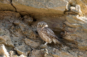 Athene noctua
