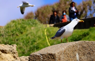 oiseau