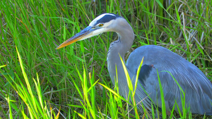 A portraiture image of a great blue heron by the .