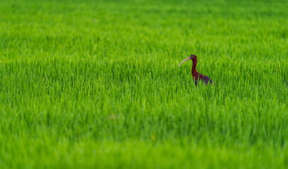 Obraz na płótnie Canvas Ibis in the middle of the rice field